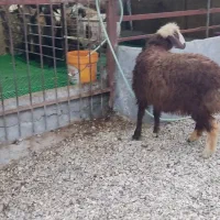 نر توقلی بختیاری قربانی درشت چاق