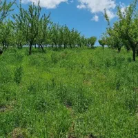 فروش زمین سیوان۱۴۶۰