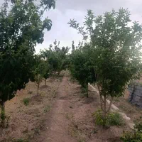 زمین-مسکونی-سند-تک-برگ-جوپار