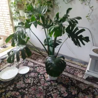 مانستربزرگ هیدروشده