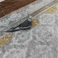 عروس هلندی نر بالغ