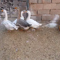 قوغاز یه نر دوتا ماده