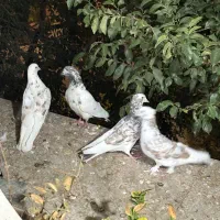 چهارتا کبوتر با یدونه جوجه