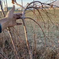 نهال فروشی مرتضی امینی|خدمات باغبانی و درختکاری|فلاورجان, |دیوار