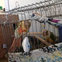 طوطی گیرینچیک اناناسی مولد جفت شش تخم