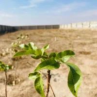 باغ دارای برق استخرحصار خانه باغ سرویس در الیخچی