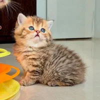 بریتیش عروسکی|گربه|کرج, گلستان|دیوار