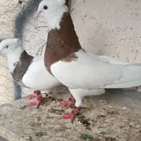طوقی