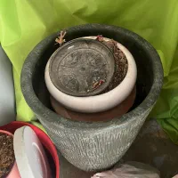 ۳۰ عدد گلدان دسته دوم در سایز های مختلف (تمیز)|گل و گیاه طبیعی|تهران, اختیاریه|دیوار