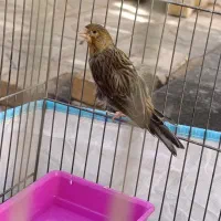 قناری ماده