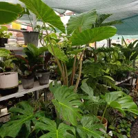 فروش بابا آدم های یک‌ونیم‌ودومتری