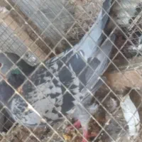 پرنده|پرنده|سیراف, |دیوار