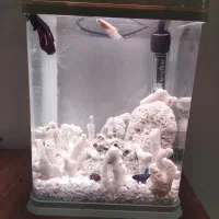 آکواریوم ، صدف ، بخاری آکواریوم  ، لوازم آکواریوم