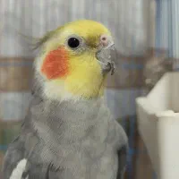 عروس هلندی نر|پرنده|هشتگرد, مدرس|دیوار