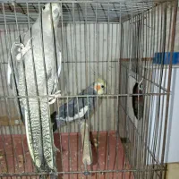 جفت عروس هلندی|پرنده|یزد, |دیوار