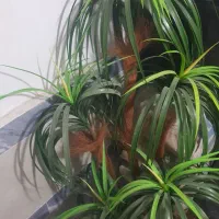 گل درخت نخل