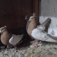 کبوتر نقش زینتی|پرنده|مبارکه, |دیوار