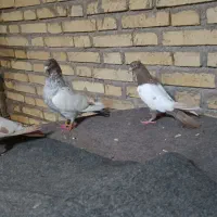 سینه|پرنده|شوش, |دیوار