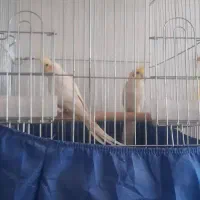 یه جفت عروس هلندی لوتینو