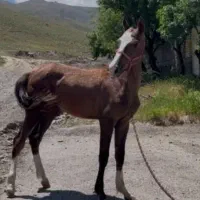 اسب ترکمن نریان از سیلمی تویلی