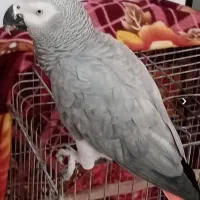 کاسکو