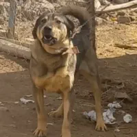 معاوضه دارم به جز سک