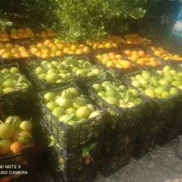 نیازمند تک و خاور حمل سبد خالی از سرچهان ب هشتبندی