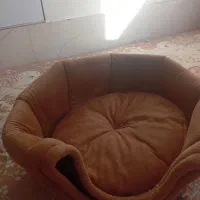 وسایل سگ|لوازم جانبی حیوانات|قشم, |دیوار