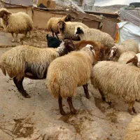 عمده و تکفروشی گوسفند شیشک و بز چاق روغنی|حیوانات مزرعه|خرم‌آباد, |دیوار