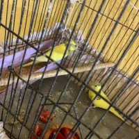 پرنده مرغ عشق