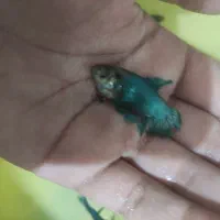 سیچلاید ، فایتر نر و ماده|ماهی|مشهد, امیر آباد|دیوار