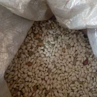 لوبیا سفید|حراج|الیگودرز, |دیوار