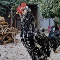 خروس گلین فول کیفیت