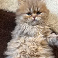 بچه گربه بریتیش لانگ هیر