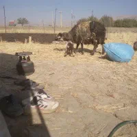 میش و بره|حیوانات مزرعه|دورود, |دیوار