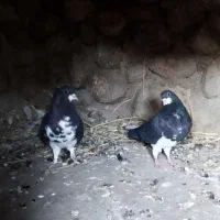 جفت خشرنگ یقه کیپ تمیز|پرنده|جوزار, |دیوار