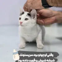 سرپرست واسه گربه