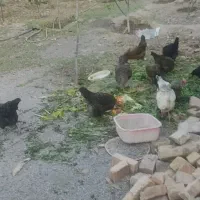 فروش تعدادی مرغ سنتی تخم گذار