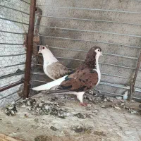 ساده هفت رنگ فروشی