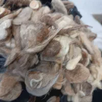 پشم گوسفند