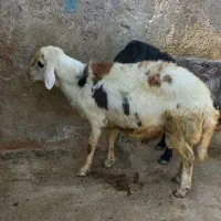 دوعدد‌قوچ‌ناب‌پلنگی‌وقره‌قزل‌وبزوبزغاله‌هلندی‌‌|حیوانات مزرعه|خزل, |دیوار
