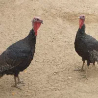 2 عدد بوقلمون