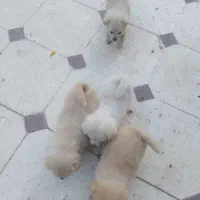 پامر اشپیتز