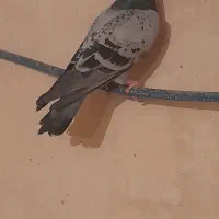 فروشی|پرنده|اهر, |دیوار