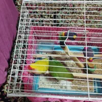 تعدادی پرنده سالم و دستی