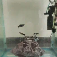 آکواریوم شیشه خم شرکتی اکوا  همراه تجهیزات