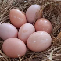 تخم. مرغ.محلی|خوردنی و آشامیدنی|قزوین, |دیوار