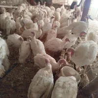 بوقلمون بیوتی