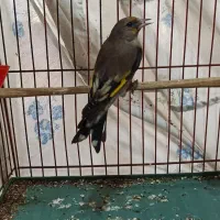 سهره ماده|پرنده|کرج, کمال‌شهر|دیوار
