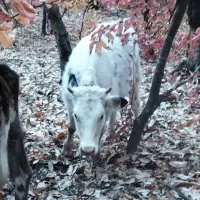 گاو های داشتی تمیز|حیوانات مزرعه|گالیکش, |دیوار